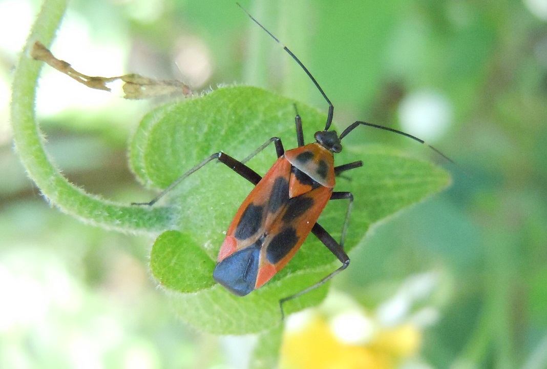 Calocoris nemoralis f. hispanica